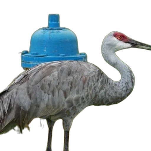animal, hat, bottle, creature, 3d render, photorealistic, concept art, sandhill transparent PNG cut-out