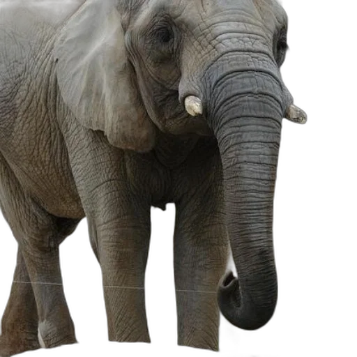 animal, creature, staff, weapon, photorealistic, 3d render, concept art, majestic transparent PNG cut-out