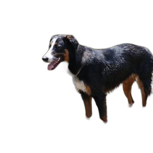animal, creature, staff, face, photorealistic, 3d render, black, brown transparent PNG cut-out