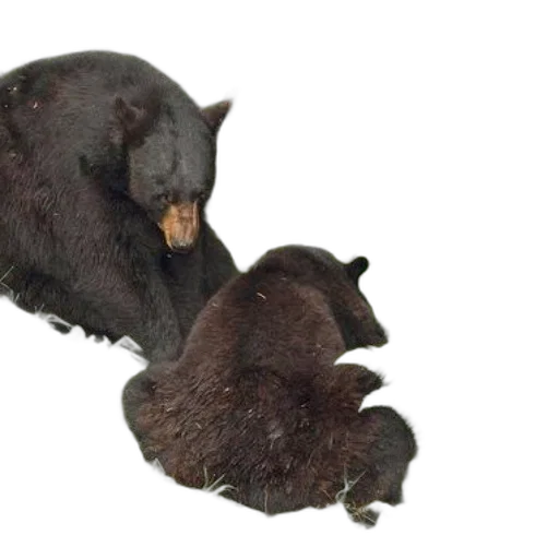 animal, creature, food, hair, two, black, bears, lush transparent PNG cut-out