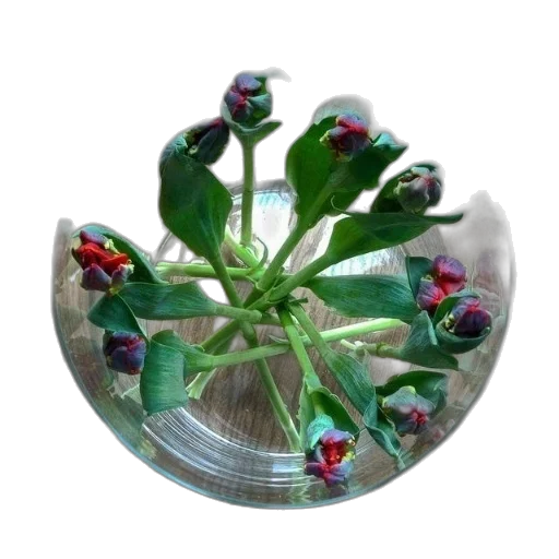 crown, flower, jewelry, umbrella transparent PNG cut-out