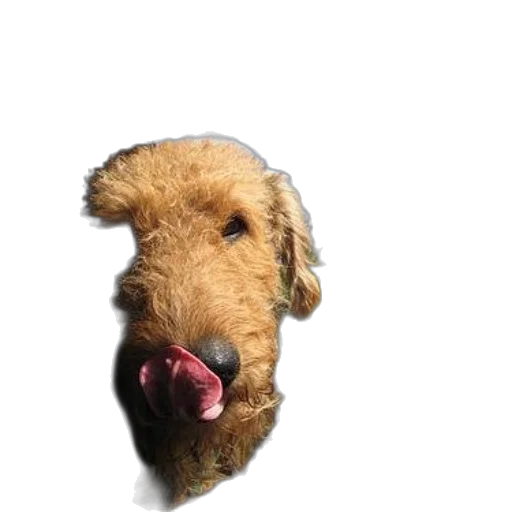 animal, staff, creature, face transparent PNG cut-out