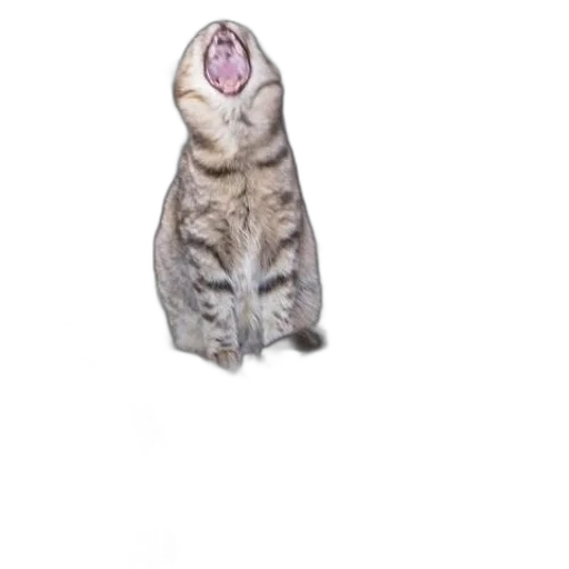 animal, creature, jacket, dress, 3d render, photorealistic, concept art, outer space transparent PNG cut-out