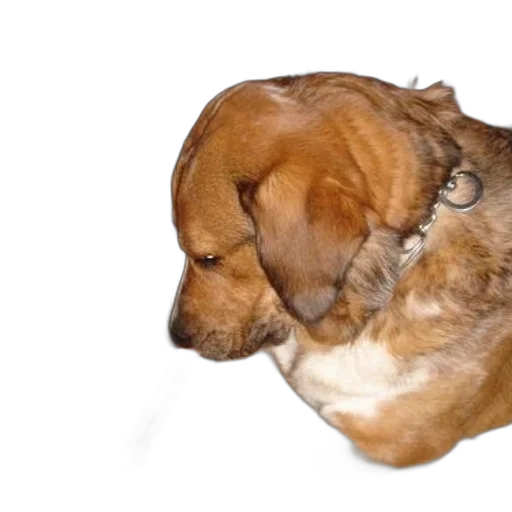 animal, staff, creature, face transparent PNG cut-out