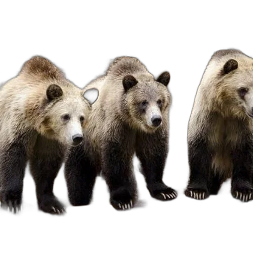 animal, photorealistic, concept art, 3d render, three, grizzly, bears, stand transparent PNG cut-out