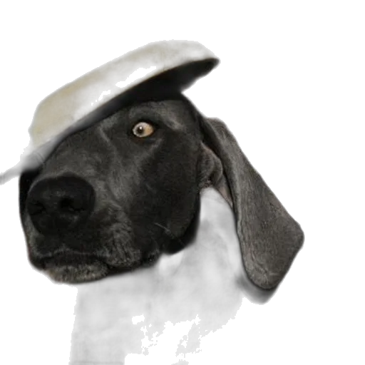 hat, staff, animal, crown, photorealistic, 3d render, concept art, oil painting transparent PNG cut-out