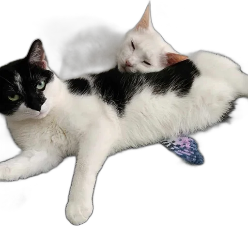 photorealistic, 3d render, concept art, two, cats, one, white, black transparent PNG cut-out