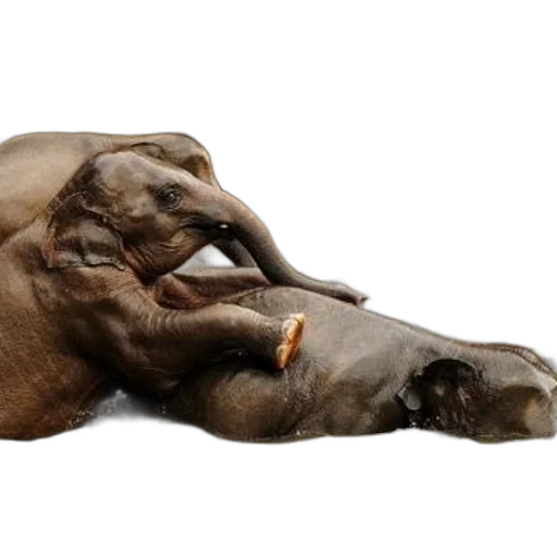 animal, shoes, food, creature, photorealistic, 3d render, concept art, earth tones transparent PNG cut-out