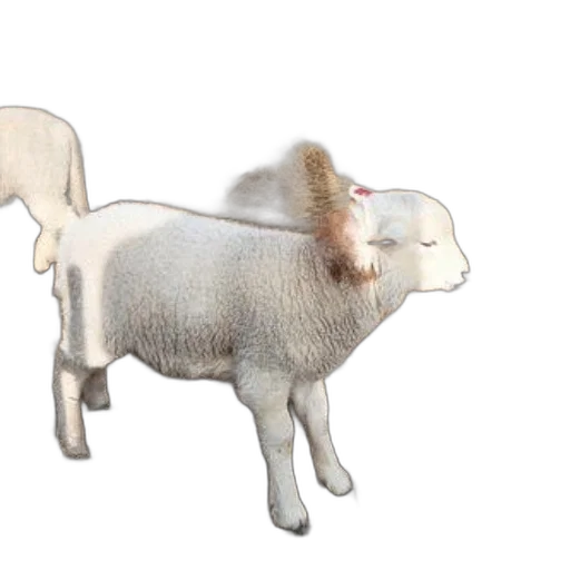 animal, 3d render, concept art, photorealistic, fluffy, white, lamb, stands transparent PNG cut-out