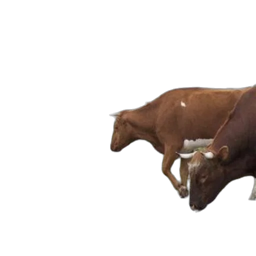 animal, food, creature, weapon, 3d render, photorealistic, concept art, two transparent PNG cut-out