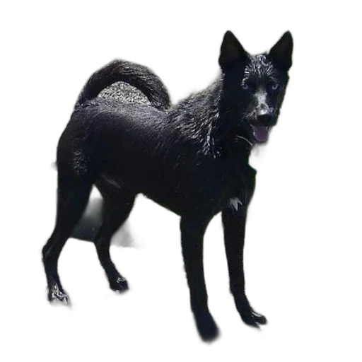 animal, creature, staff, dragon, 3d render, photorealistic, concept art, fantasy art transparent PNG cut-out
