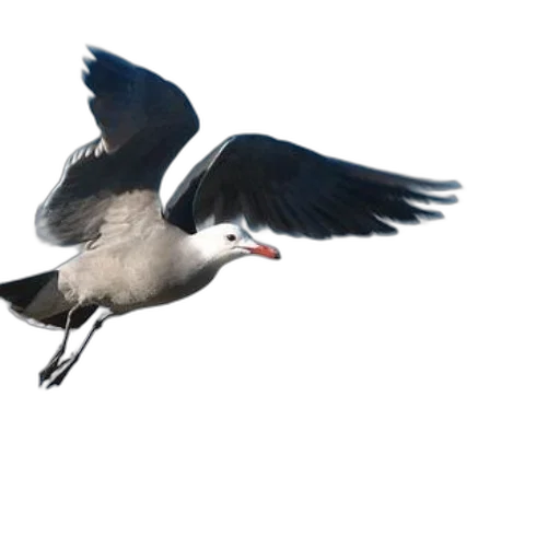 animal, creature, staff, photorealistic, 3d render, concept art, seagull, red transparent PNG cut-out
