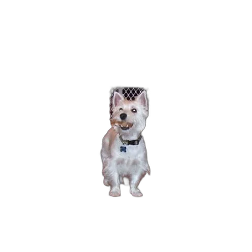 animal, creature, staff, robot, pixel art, 3d render, photorealistic, concept art transparent PNG cut-out