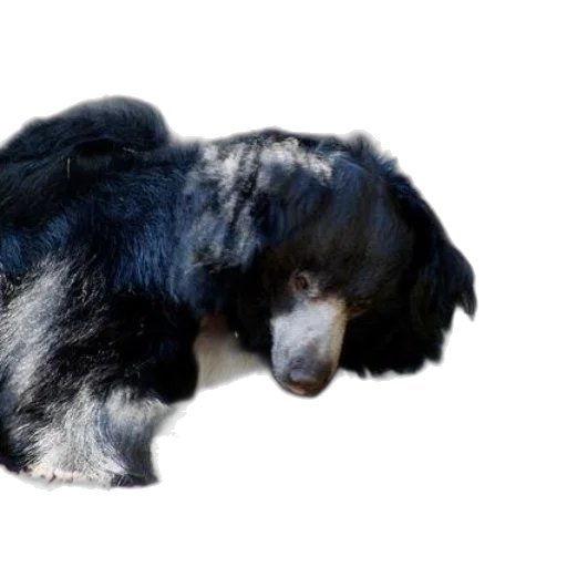 animal, creature, staff, hair, photorealistic, 3d render, black, bear transparent PNG cut-out