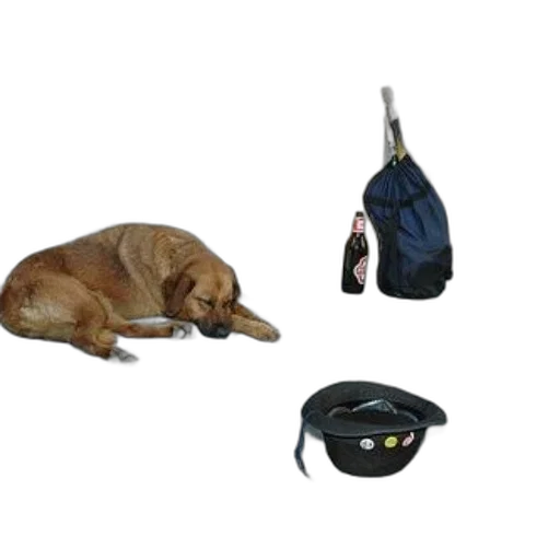staff, dog, laying, ground, next, hat, money transparent PNG cut-out