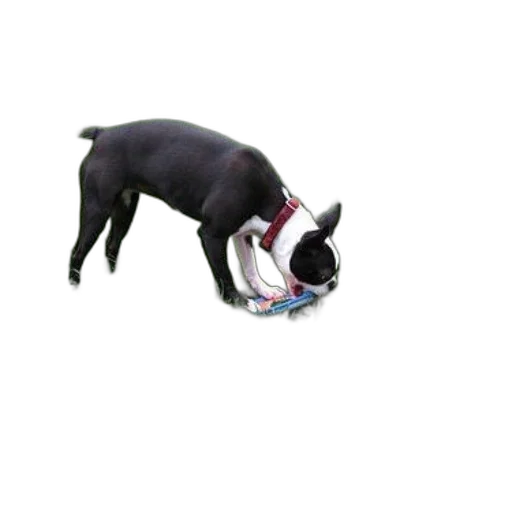 animal, shoes, creature, staff, photorealistic, 3d render, concept art, black transparent PNG cut-out