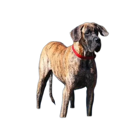 animal, staff, creature, jacket, photorealistic, watercolor, 3d render, oil painting transparent PNG cut-out