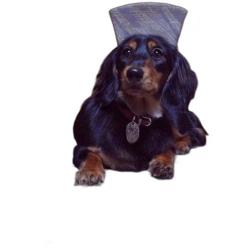 hat, crown, staff, animal, photorealistic, 3d render, dog, sits transparent PNG cut-out