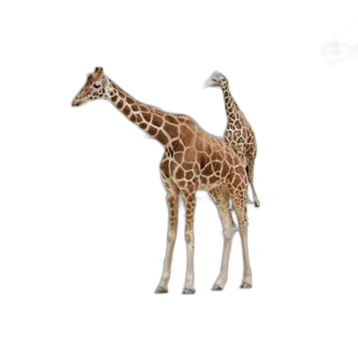 animal, creature, staff, weapon, 3d render, concept art, photorealistic, pixel art transparent PNG cut-out