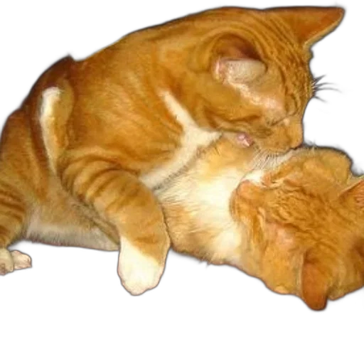 animal, photorealistic, golden, two, orange, cats, playfully, interact transparent PNG cut-out