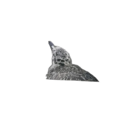hat, animal, mask, crown, photorealistic, 3d render, pixel art, monochrome transparent PNG cut-out