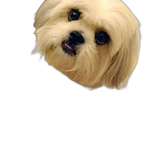 animal, face, hair, creature transparent PNG cut-out
