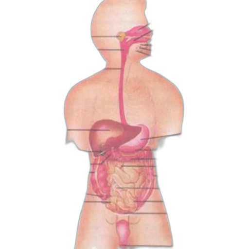 food, staff, jewelry, weapon, concept art, anatomical, diagram, human transparent PNG cut-out