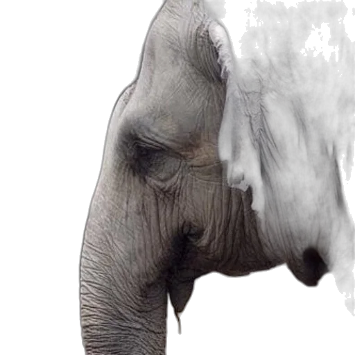 animal, creature, face, photorealistic, 3d render, concept art, close-up, elephant transparent PNG cut-out