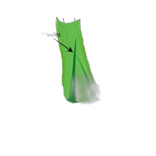 umbrella, staff, dress, tree, 3d render, concept art, photorealistic, fantasy art transparent PNG cut-out