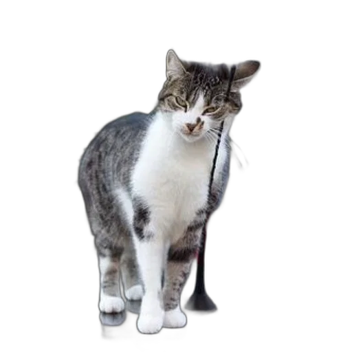 staff, animal, creature, robot transparent PNG cut-out