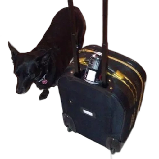 staff, animal, black, dog, pink, collar, next, suitcase transparent PNG cut-out