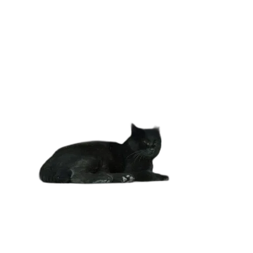 animal, staff, creature, hat, photorealistic, 3d render, pixel art, concept art transparent PNG cut-out