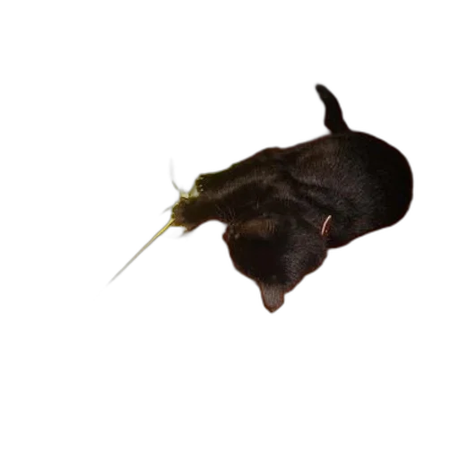 animal, staff, hair, creature, photorealistic, 3d render, concept art, dark transparent PNG cut-out