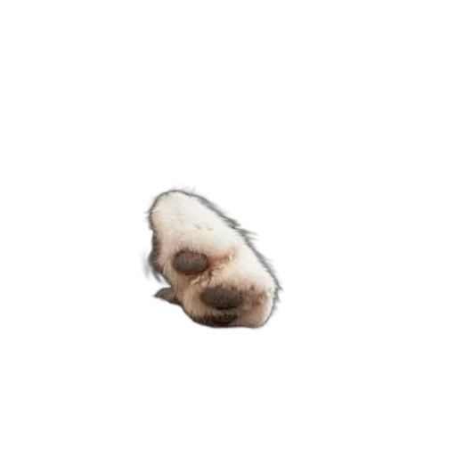 hair, face, mask, animal, photorealistic, pixel art, close-up, dog transparent PNG cut-out
