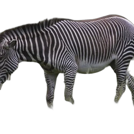 animal, creature, staff, furniture, 3d render, concept art, photorealistic, monochrome transparent PNG cut-out