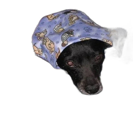 hat, umbrella, animal, jacket, photorealistic, black, dog, laying transparent PNG cut-out