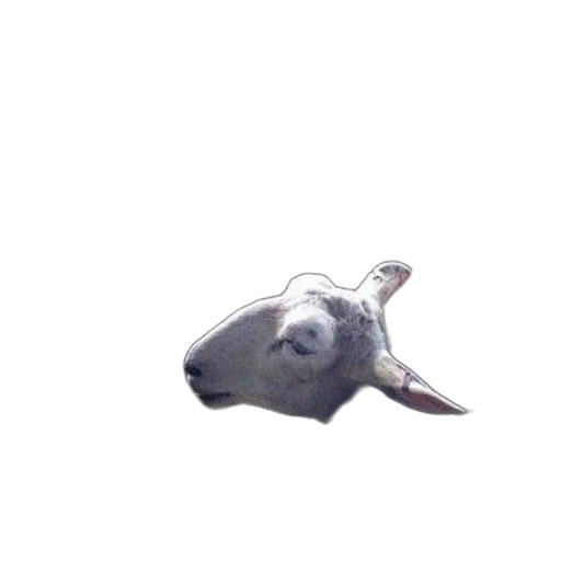 animal, creature, mask, dragon, photorealistic, 3d render, concept art, vaporwave transparent PNG cut-out
