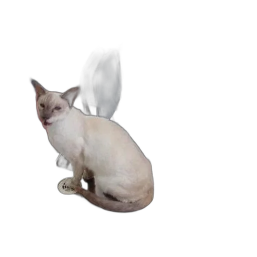 animal, staff, creature, dragon, 3d render, photorealistic, concept art, siamese transparent PNG cut-out