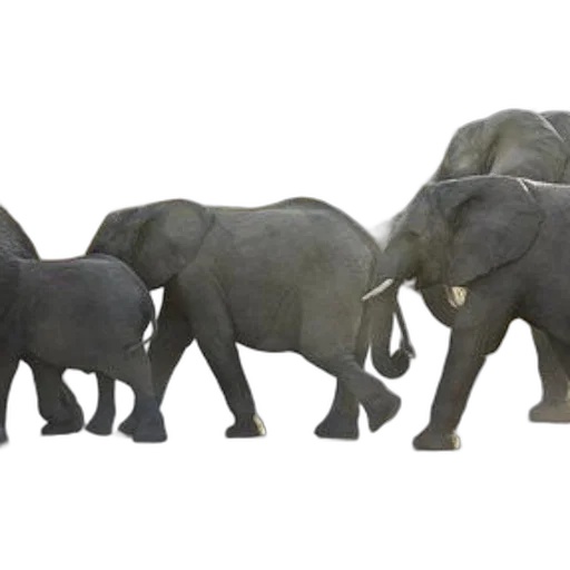 animal, 3d render, concept art, photorealistic, family, elephants, crossing, road transparent PNG cut-out