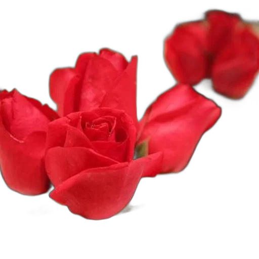 flower, jewelry, crown, weapon, 3d render, photorealistic, oil painting, red transparent PNG cut-out