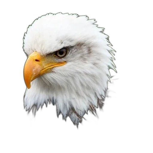 animal, face, weapon, crown transparent PNG cut-out