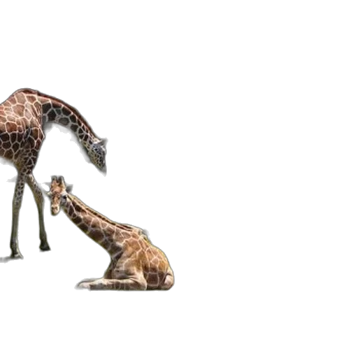 animal, creature, shoes, weapon, concept art, 3d render, photorealistic, fantasy art transparent PNG cut-out
