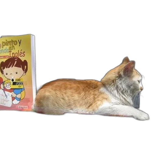 cat, sits, window, sill, front, book, girl, cover transparent PNG cut-out