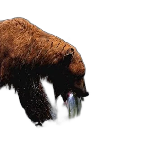 animal, creature, concept art, photorealistic, majestic, brown, bear, catches transparent PNG cut-out