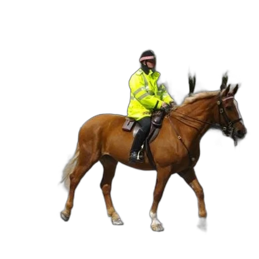 staff, jacket, animal, concept art, mounted, police, officer, bright transparent PNG cut-out
