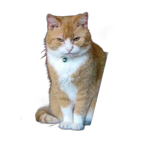animal, staff, creature, hat transparent PNG cut-out