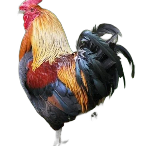 animal, creature, jewelry, weapon, photorealistic, 3d render, concept art, oil painting transparent PNG cut-out