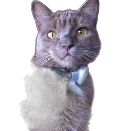 staff, animal, jewelry, face, photorealistic, 3d render, concept art, oil painting transparent PNG cut-out