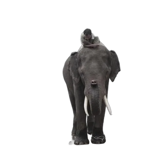 animal, creature, hat, staff, 3d render, photorealistic, concept art, man transparent PNG cut-out