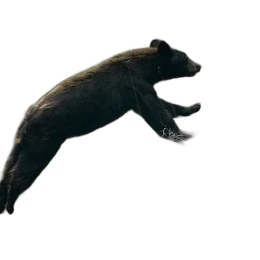 animal, creature, staff, weapon, concept art, 3d render, photorealistic, black transparent PNG cut-out